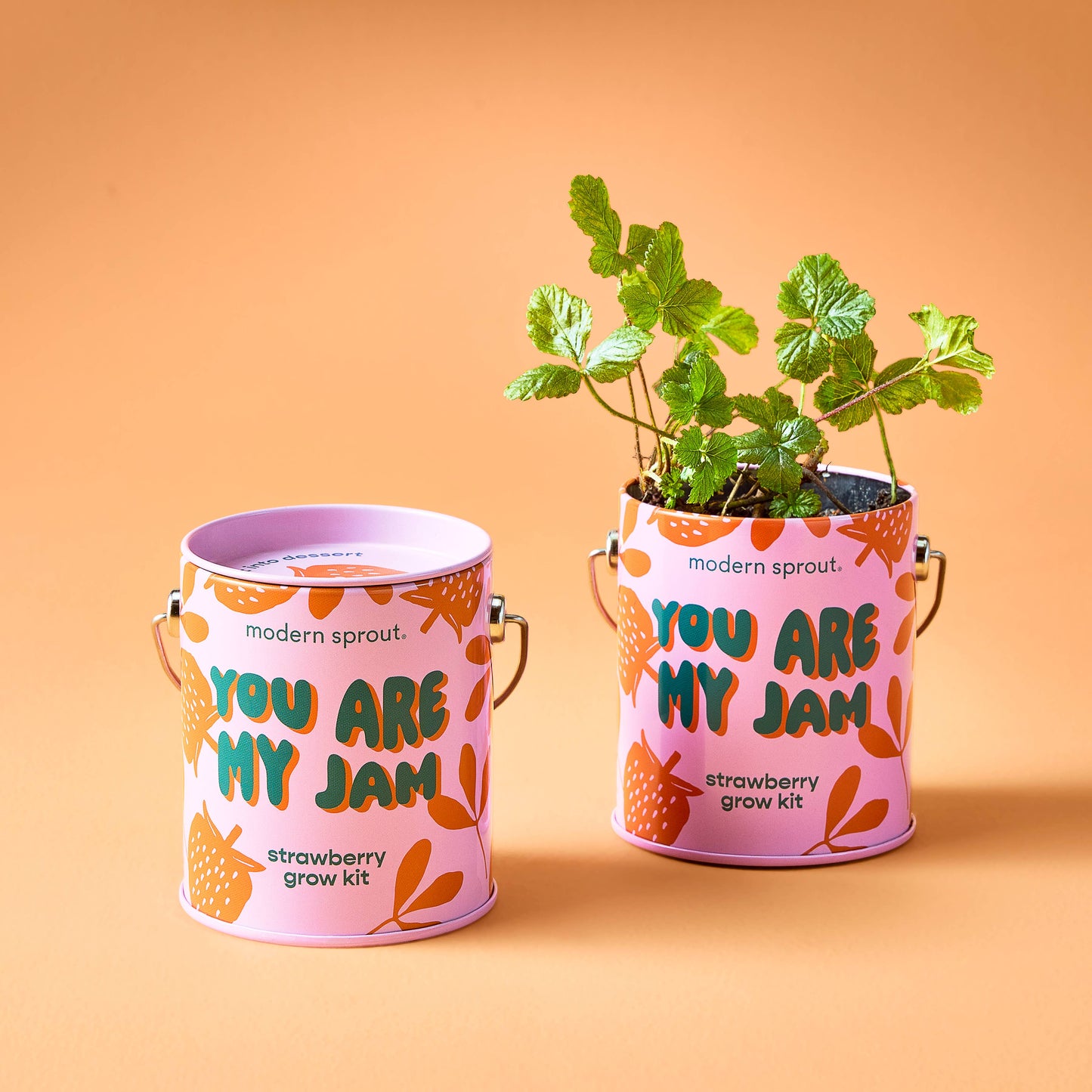 Complimentary Color Grow Kits Modern Sprout