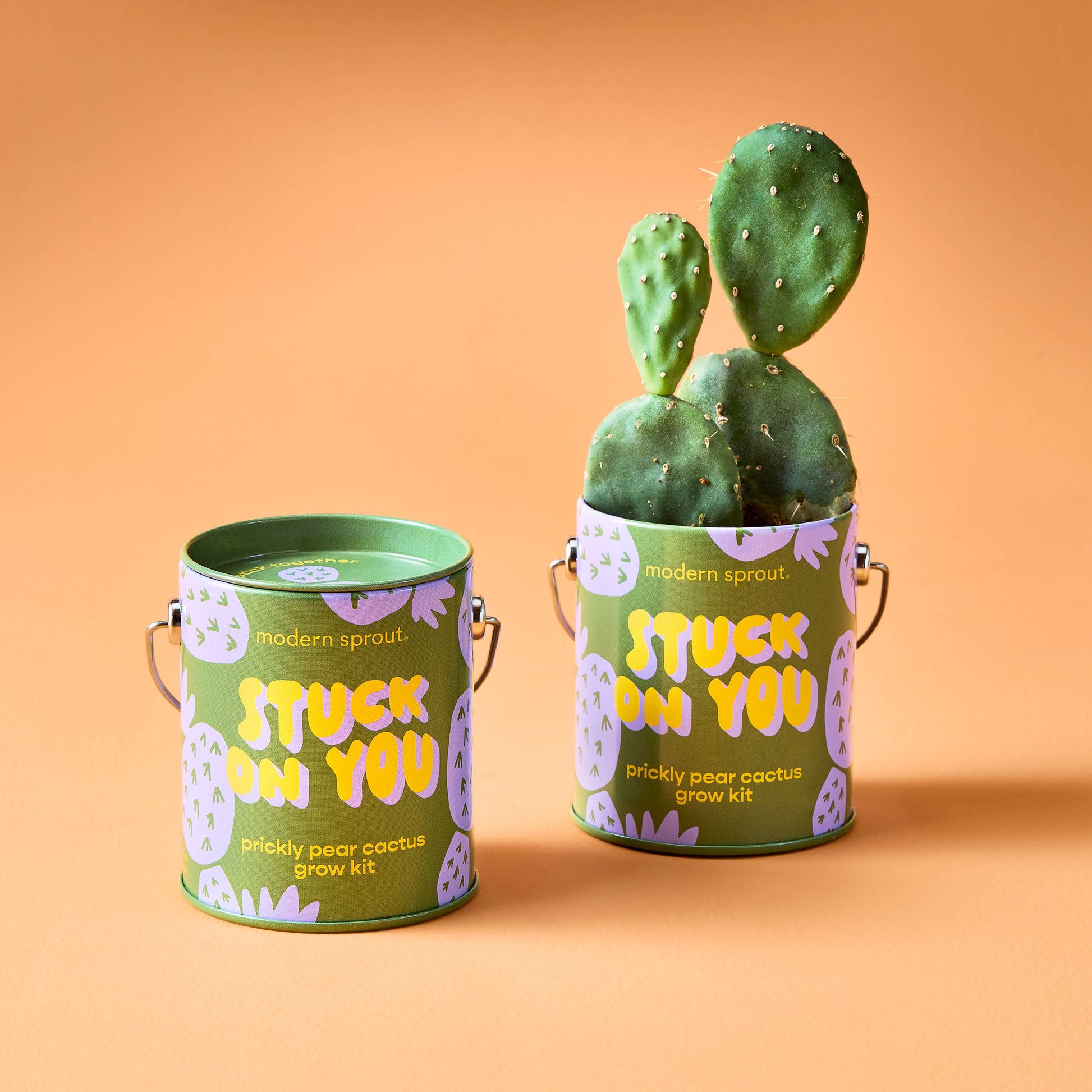Complimentary Color Grow Kits Modern Sprout