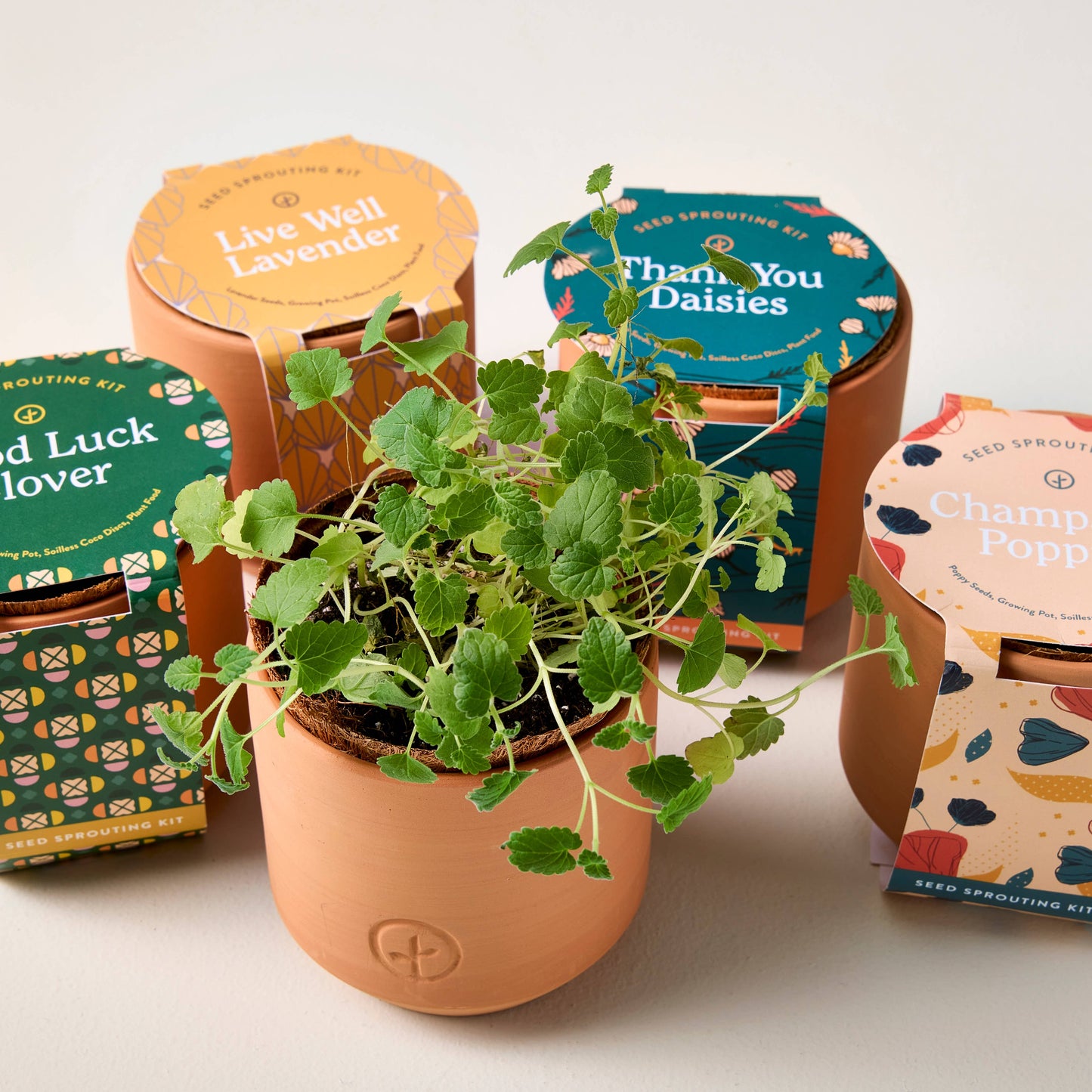 Tiny Terracotta Grow Kits Modern Sprout