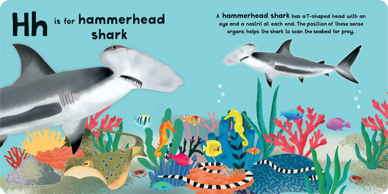 A-Z of Sharks