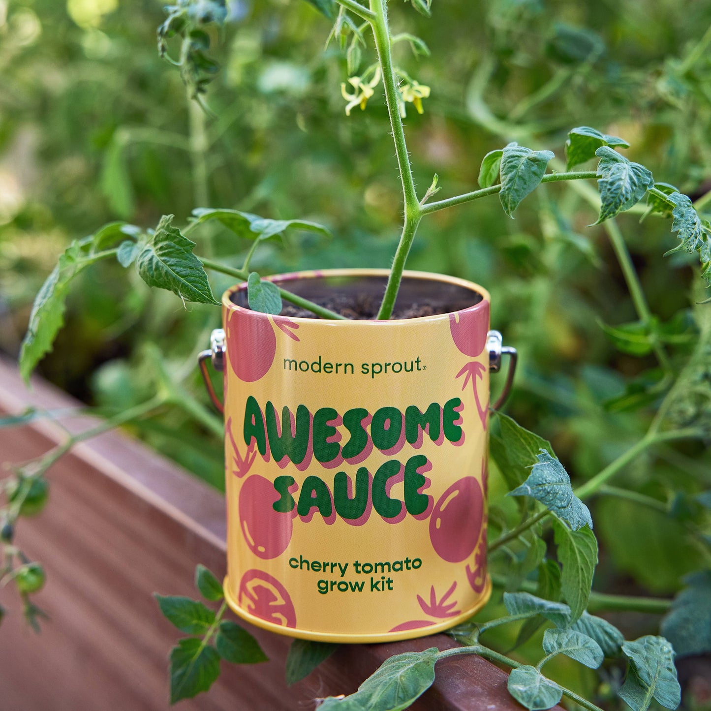 Complimentary Color Grow Kits Modern Sprout