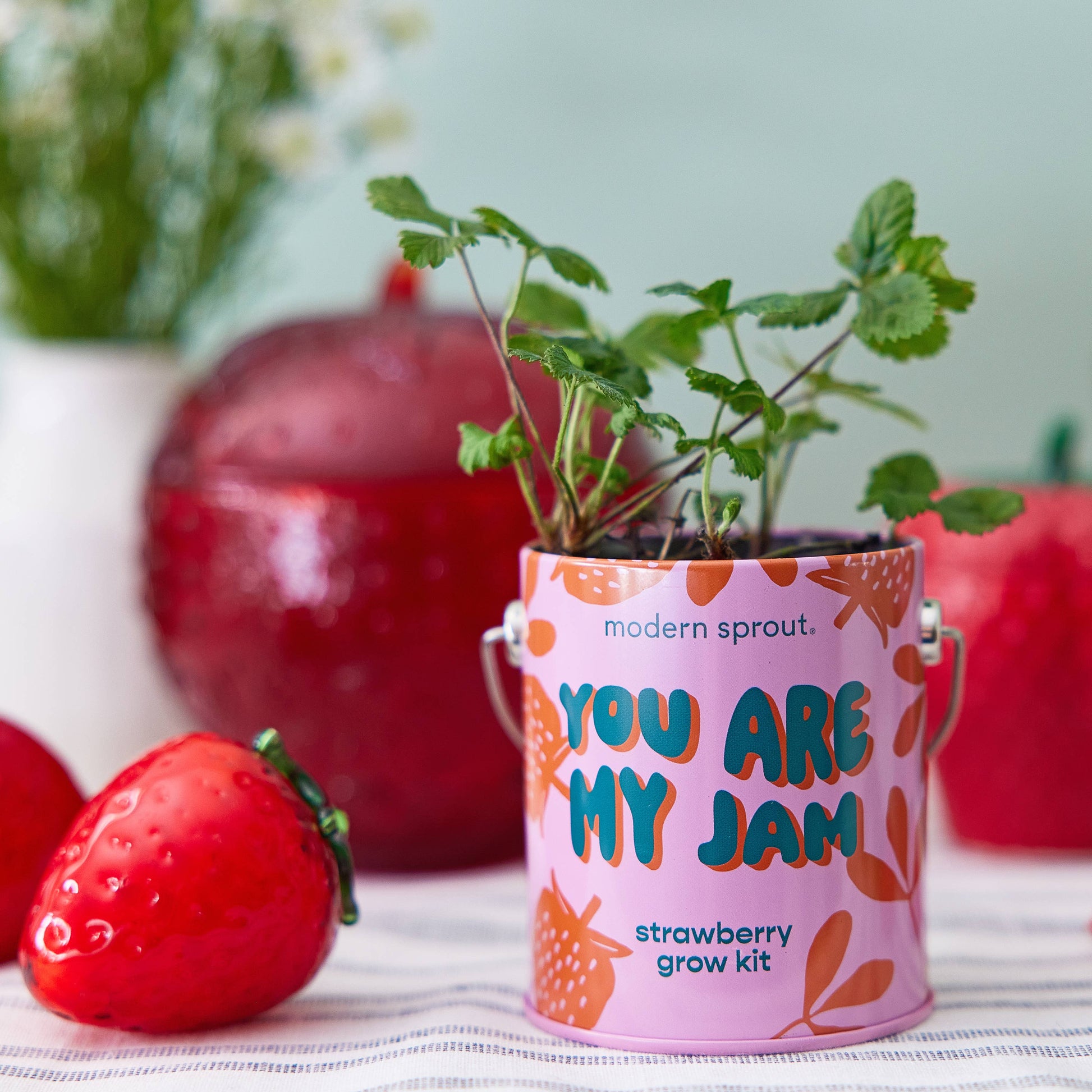 Complimentary Color Grow Kits Modern Sprout